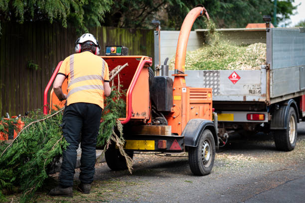 Best Palm Tree Trimming  in Roanoke, VA