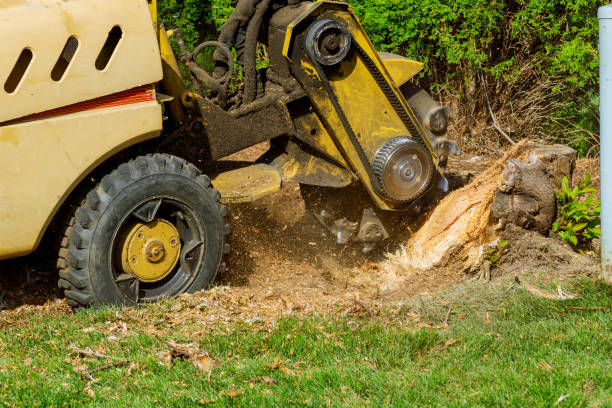 Best Storm Damage Tree Cleanup  in Roanoke, VA