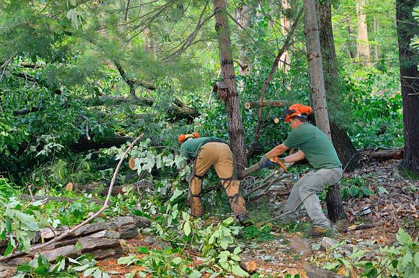 Best Tree Removal  in Roanoke, VA