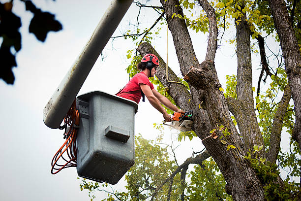 How Our Tree Care Process Works  in  Roanoke, VA