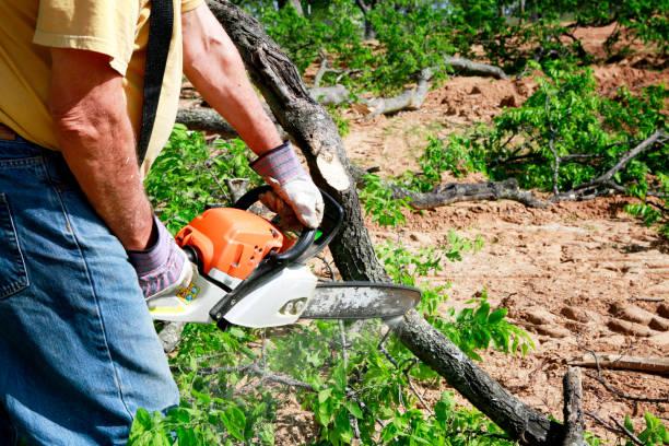 Best Emergency Tree Removal  in Roanoke, VA